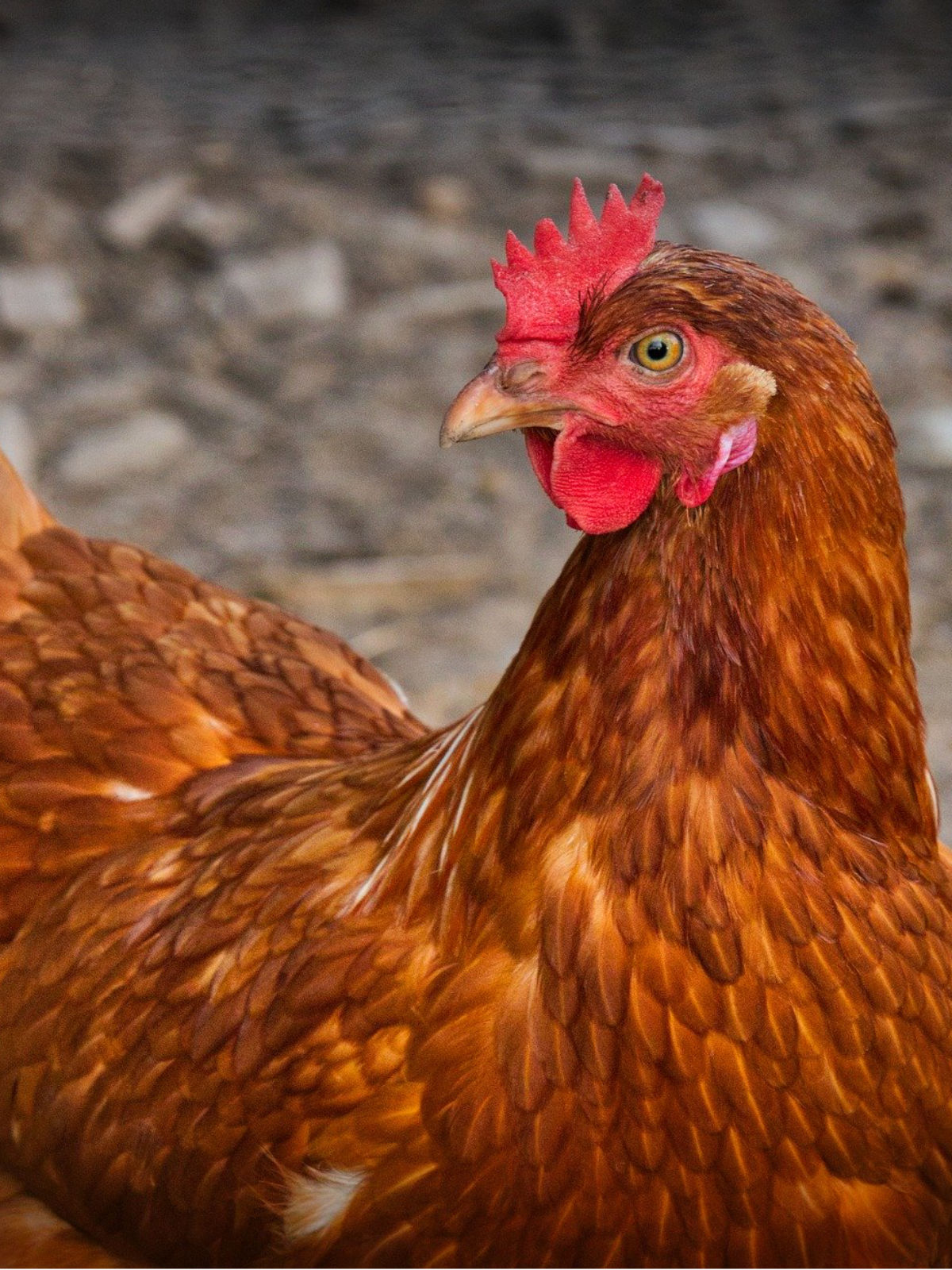 Chicken well-being